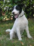 Parson Russell terrier