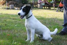 Parson Russell terrier