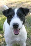 Parson Russell terrier