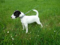 Parson Russell terrier