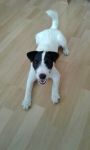 Parson Russell terrier