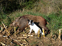 Parson Russell terrier