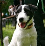 Parson Russell terrier