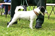 Parson Russell terrier