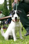 Parson Russell terrier