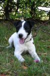 Parson Russell terrier