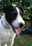 Parson Russell terrier