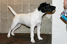 Parson Russell terrier