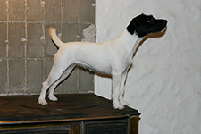 Parson Russell terrier