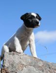 Parson Russell terrier