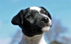 Parson Russell terrier