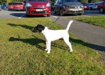 Parson Russell terrier