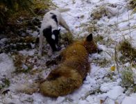 Parson Russell terrier