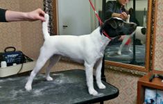 Parson Russell terrier