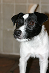 Parson Russell terrier