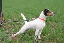 Parson Russell terrier