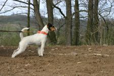 Parson Russell terrier