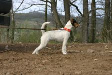 Parson Russell terrier