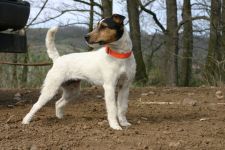 Parson Russell terrier