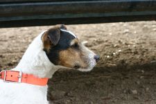 Parson Russell terrier