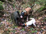 Parson Russell terrier