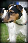 Parson Russell terrier