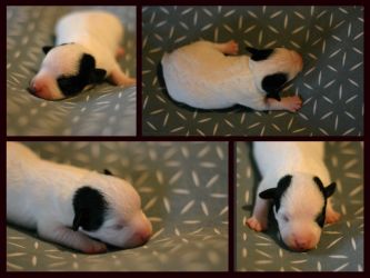 Parson Russell terrier