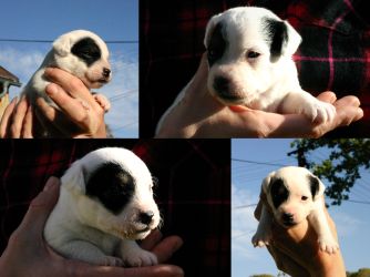 Parson Russell terrier