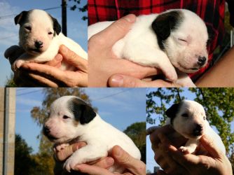 Parson Russell terrier