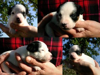 Parson Russell terrier