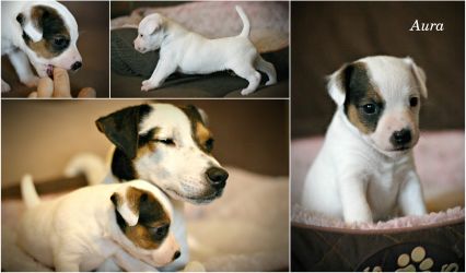 Parson Russell terrier