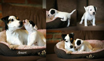 Parson Russell terrier