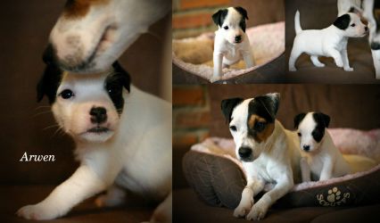 Parson Russell terrier