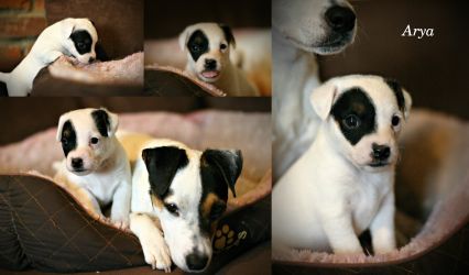 Parson Russell terrier