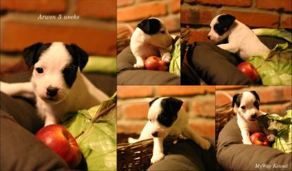 Parson Russell terrier