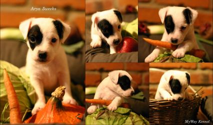 Parson Russell terrier